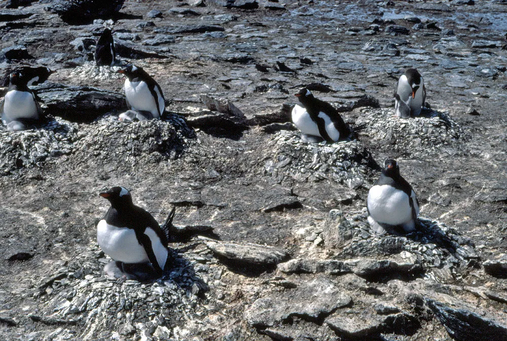 Adelie penguin